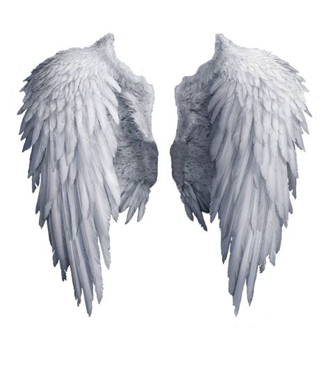 black angel wings png|realistic angel wings png.